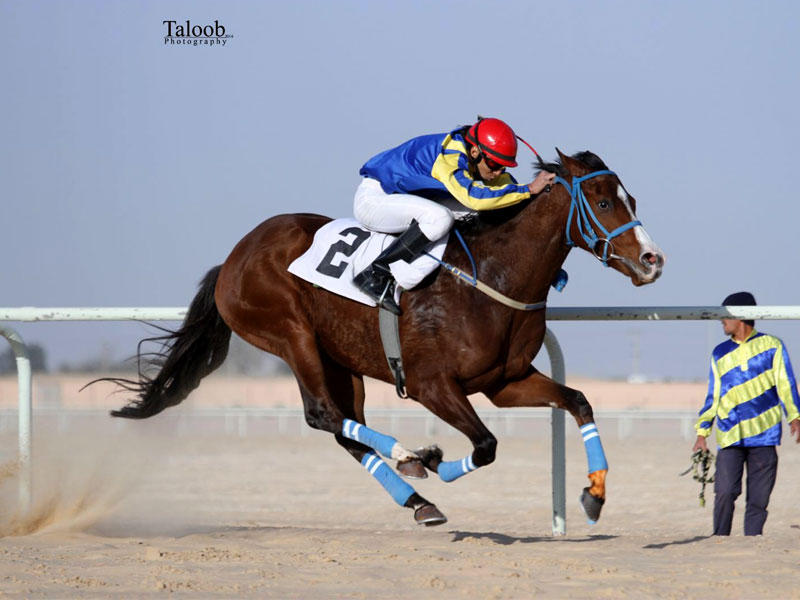  نادي فروسية الفروانية