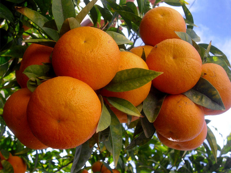  الأسمدة الزراعية