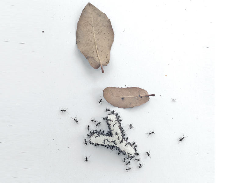 بريشة كريستين كتانة