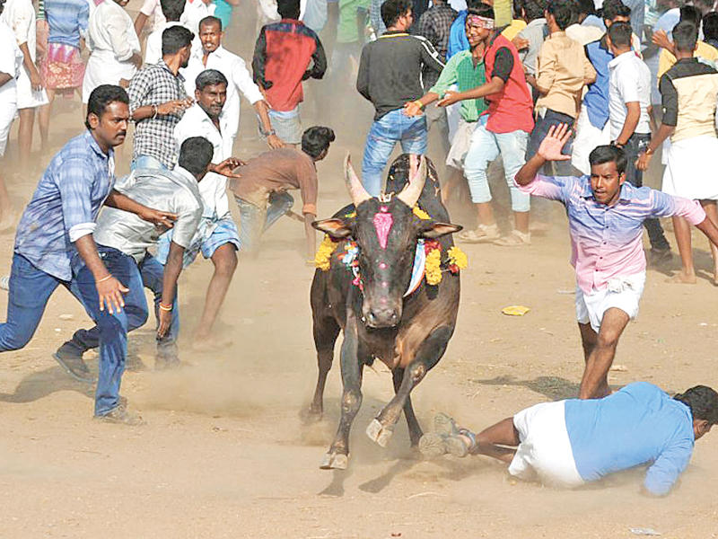  فعاليات مهرجان مصارعة الثيران بولاية تاميل نادو جنوبي الهند