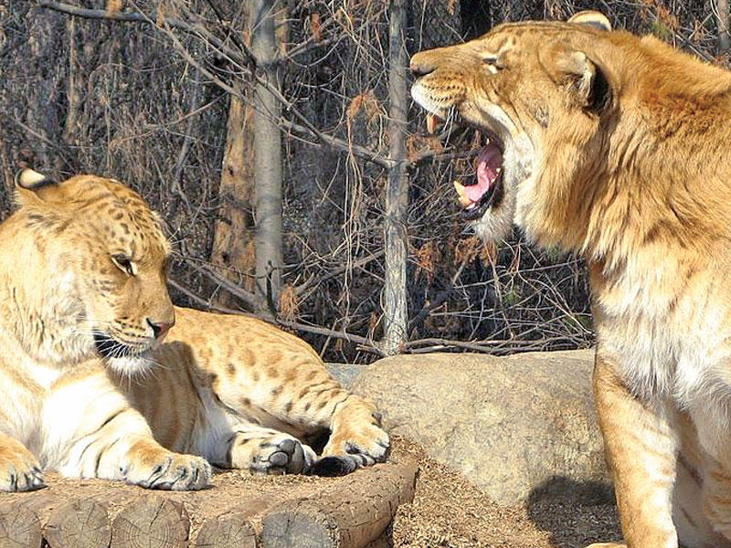 ثمرة تزاوج بين أسد ونمرة