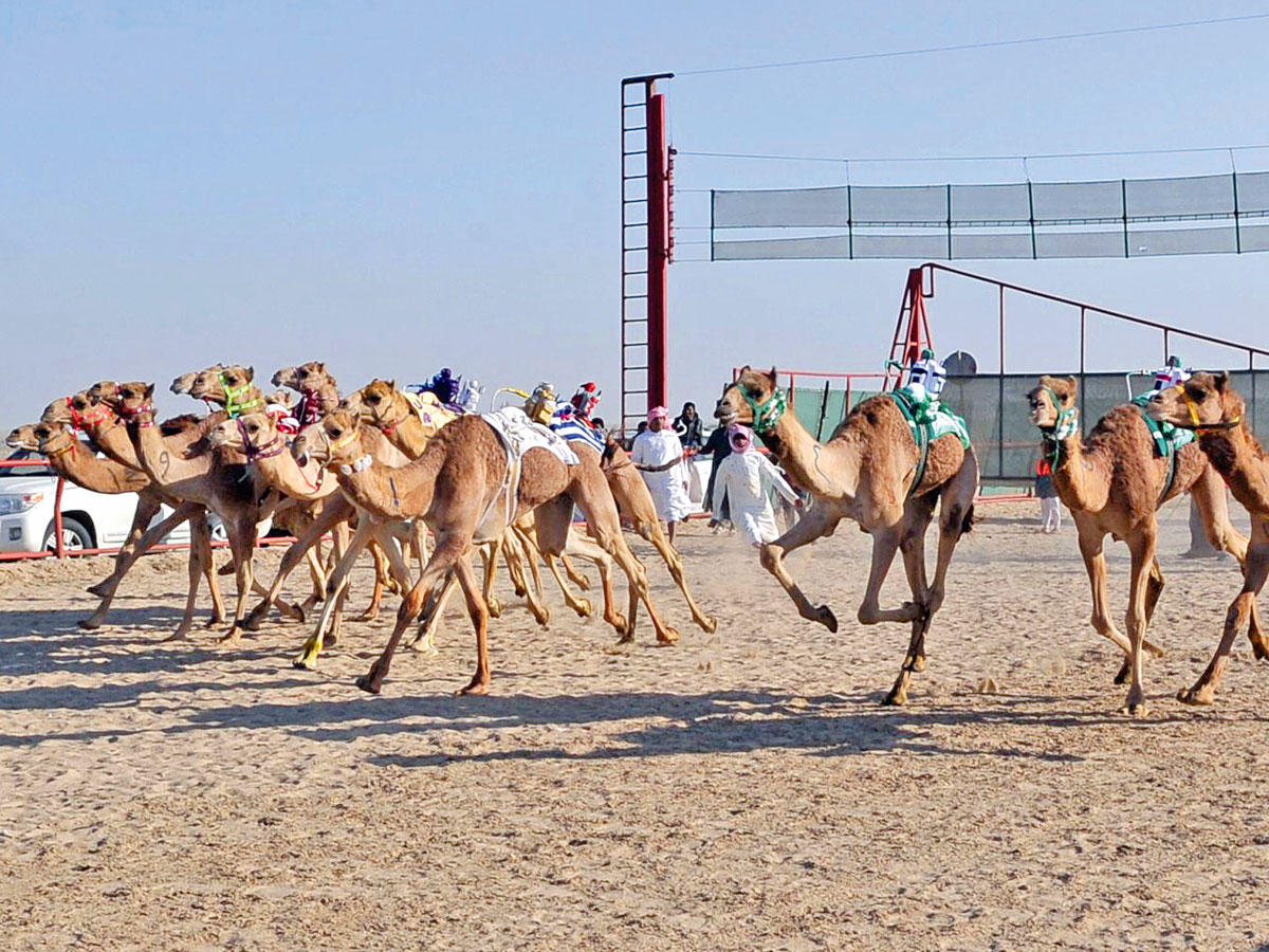 بطولة الكويت للهجن السابقة