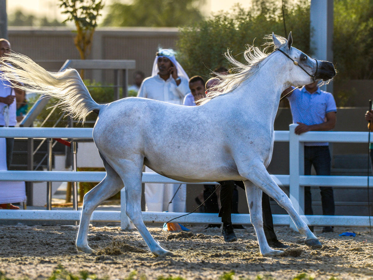  مهرجان الكويت الدولي للجواد العربي 