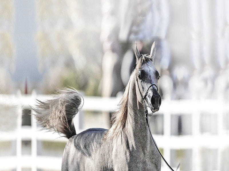 جانب من منافسات البطولة