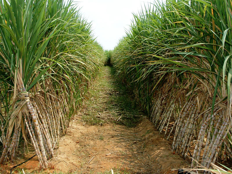 سفير القصب في محافظات الجنوب (صورة أرشيفية)