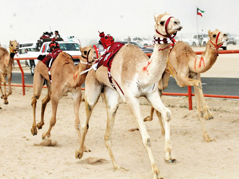 جانب من منافسات الأشواط الرئيسية