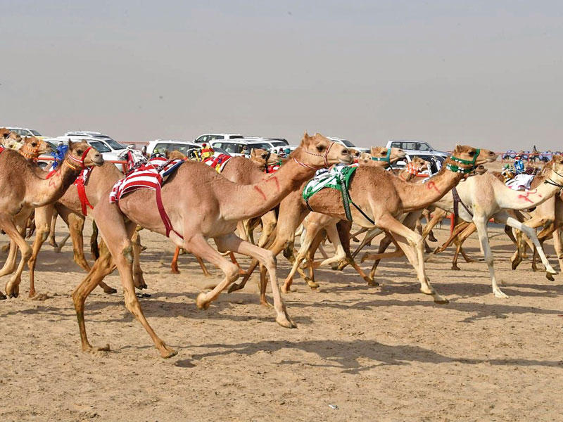 الهجن لحظة انطلاقها في أحد سباقات اليوم الثاني للبطولة