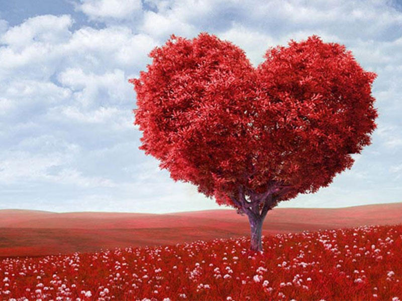 حظرت الاحتفال بالحب  بأمر المحكمة  في مدينة إسلام آباد الباكستانية n