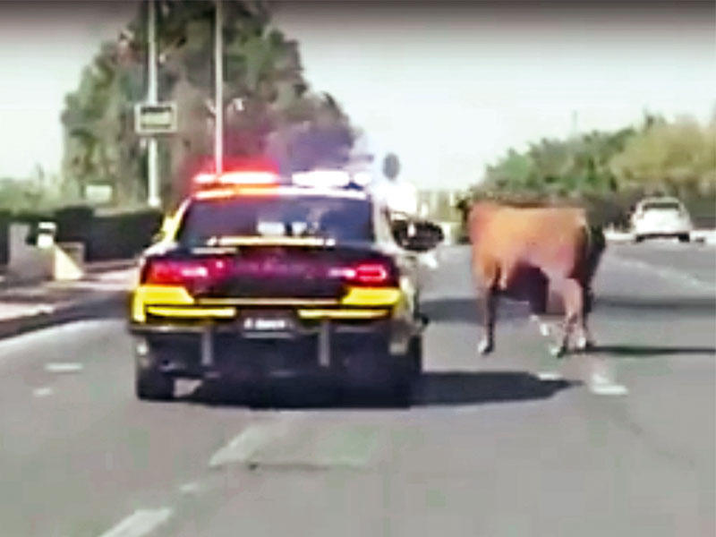 مطاردة الثور الهارب 