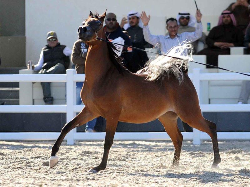  مهرجان الكويت الدولي للجواد العربي 2017 
