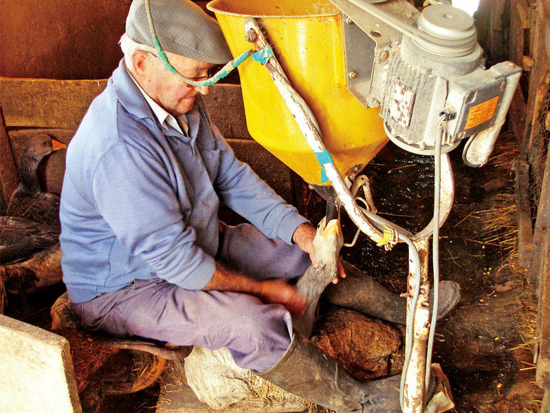  إعدام أكثر من ثلاثة ملايين من الأوز غرب فرنسا 