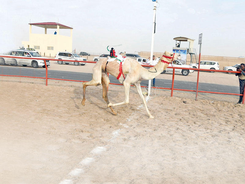 الذلول (الكايدة) تعبر خط النهاية