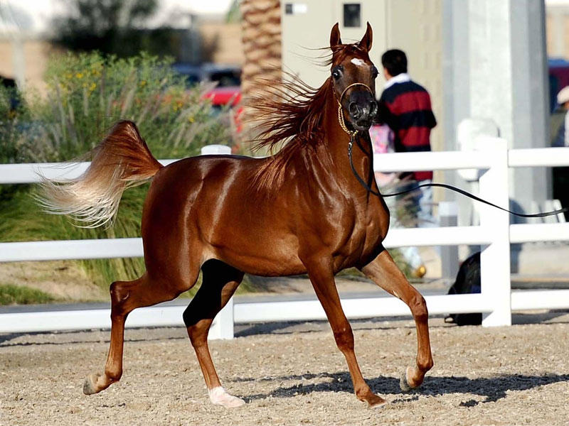 مركز الكويت للجواد العربي