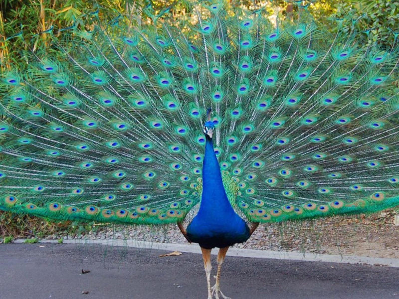 صورة-أرشيفية