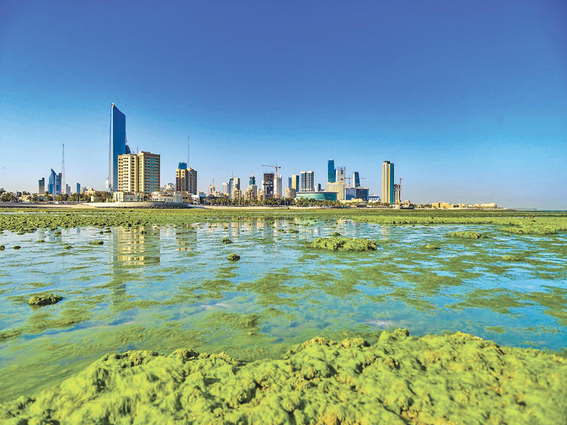 طحالب تغزو شواطئ الكويت