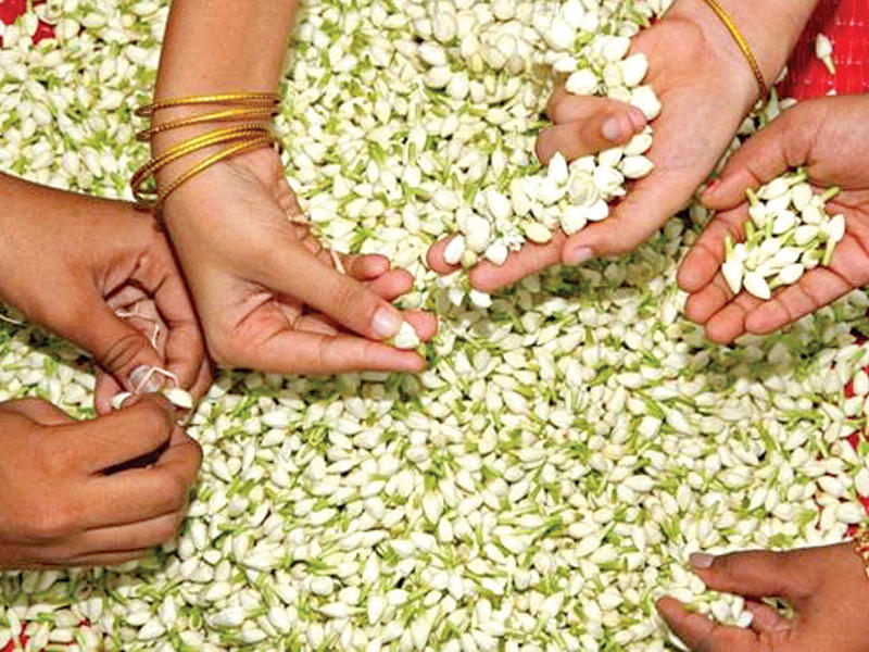 زهرة الياسمين