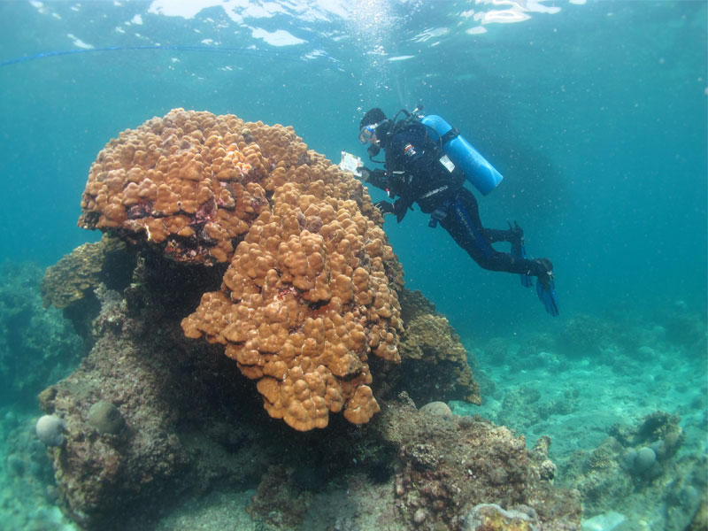 فريق الغوص الكويتي يوثق نحو 700 مشاهدة لمراقبة الشعاب المرجانية الكويتية