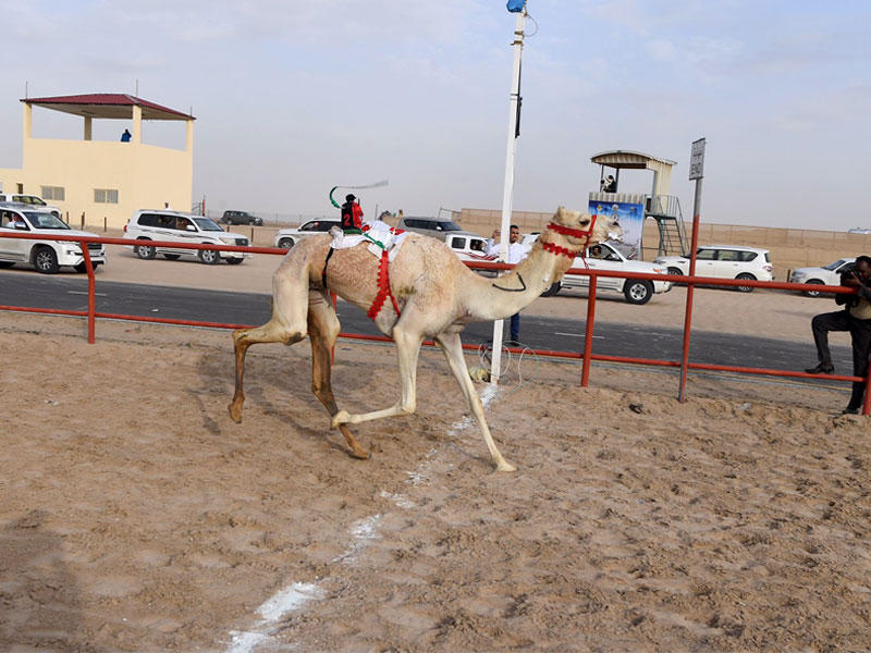 الذلول (الكايدة) العائدة لهجن الشيحانية من قطر الفائزة بالسيف الذهبي المقدم من سمو امير البلاد في بطولة الكويت ال17 لسباقات الهجن