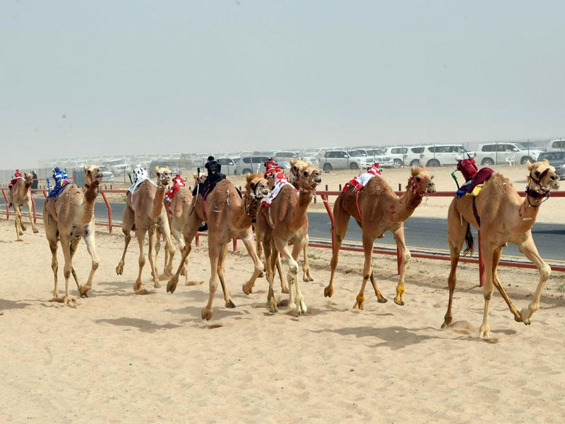 مضمار سباق الخيل بنادي الصيد والفروسية