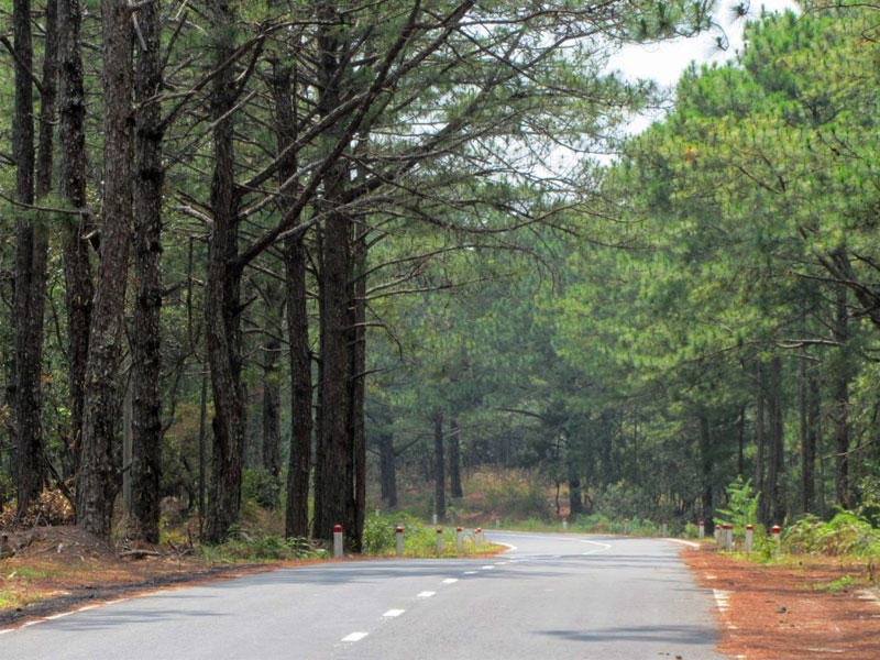 شجرة «السوا»  في فيتنام 