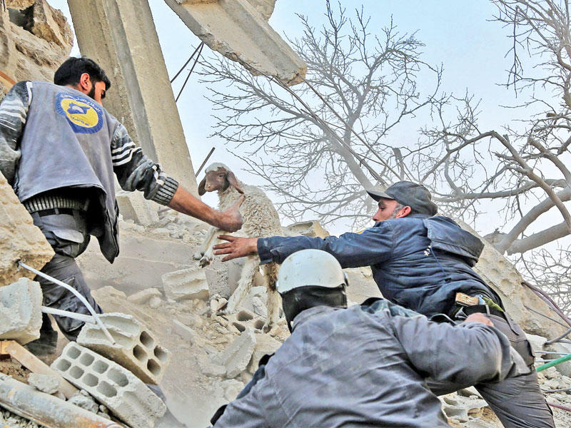 عناصر من أصحاب الخوذ البيضاء ينقذون كبشاً علق في منزل دمرته غارة جوية على الغوطة الشرقية أمسt(أ ف ب)