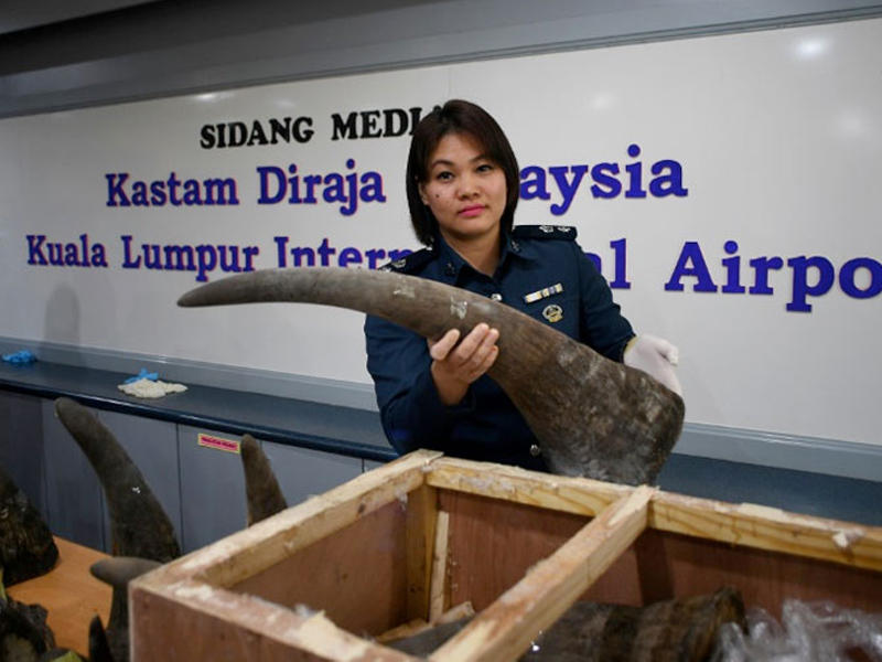 مفتشة في الجمارك الماليزية تبرز احدي المضبوطات