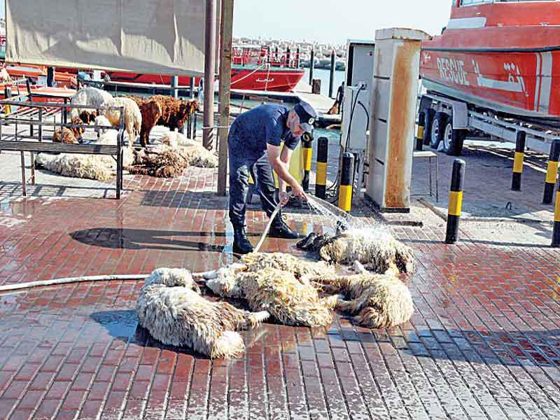 رجل إطفاء ينقذ خرافاً غرقت في تحطم مركب