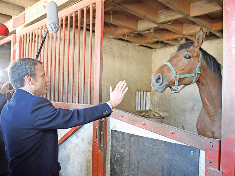 ماكرون يزور اسطبلاً للأحصنة في بواتييه وسط فرنسا أمس	(إي بي أيه)
