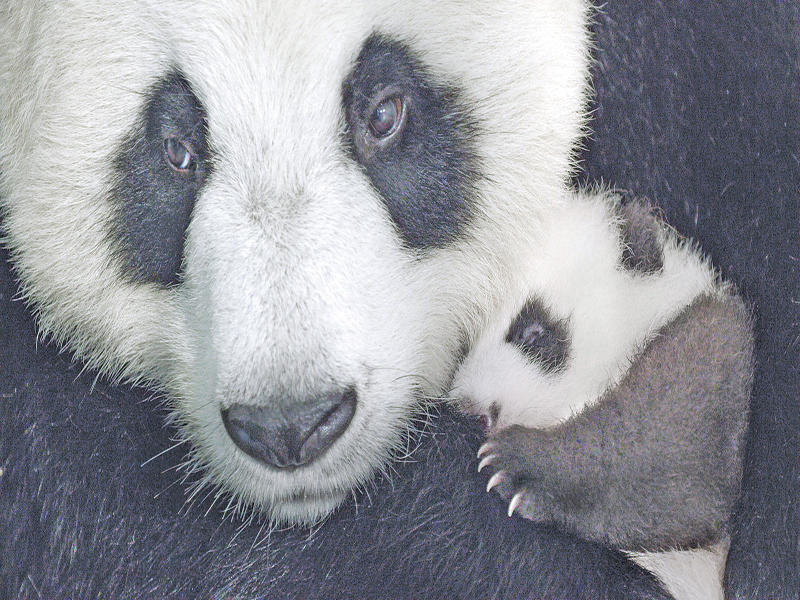 الباندا «يايا» وصغيرها