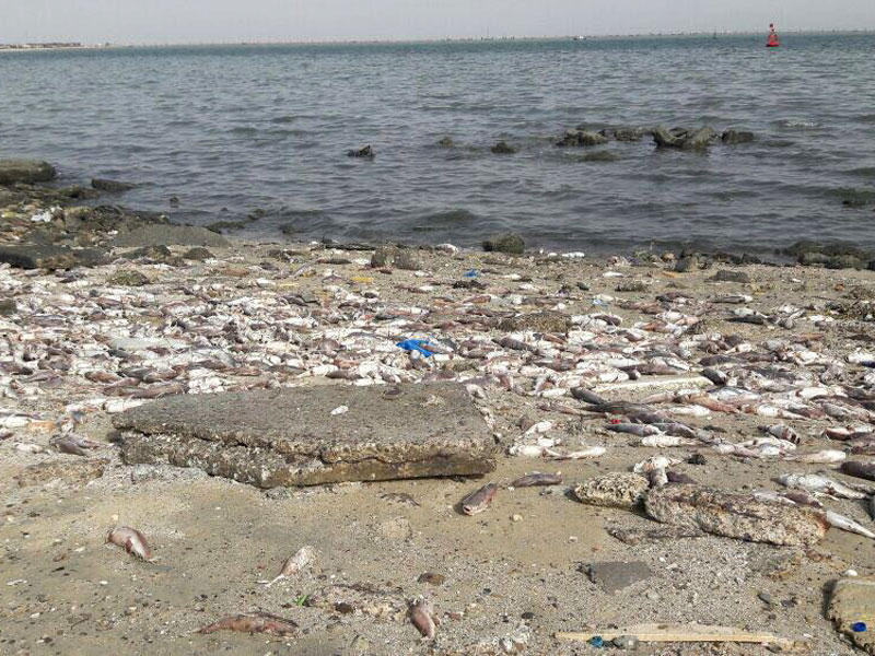 نفوق الأسماك