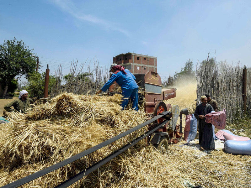  فلاحون مصريون يضعون حزم القمح في آلة فرز الحب عن القش في أحد حقول المنوفية أمس الأول  (رويترز) 