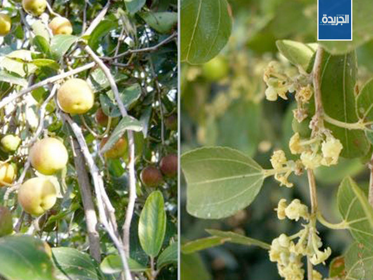 شجرة السدرة من أشجار البيئة الوطنية الضاربة في القدم والتي تتميز بسمات بيئية نوعية