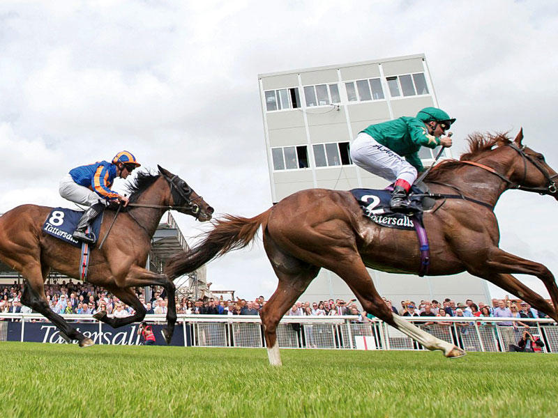 ديكوريتد نايت خلال السباق 