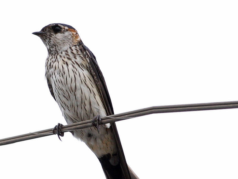 طيور السنونو