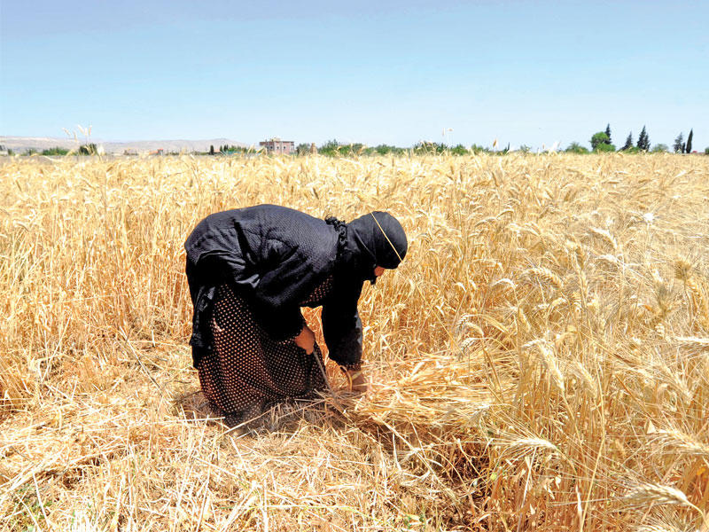مزارعة تحصد القمح في أحد حقول جديدة عرطوز جنوب دمشق أمس الأول (رويترز)