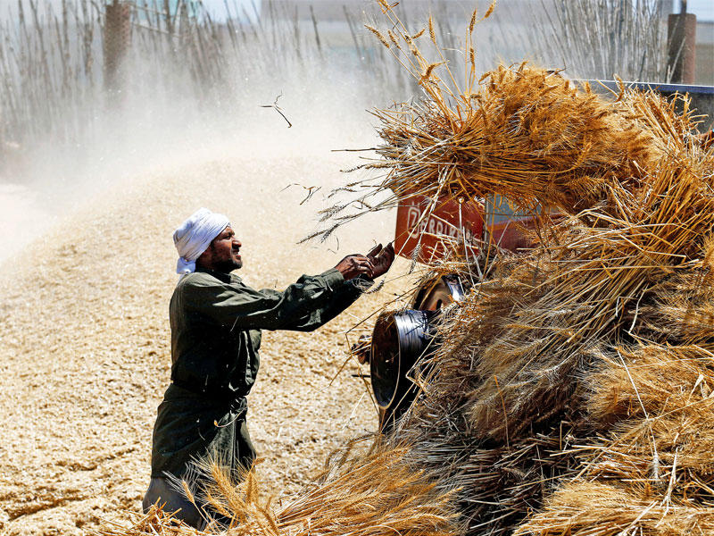 مزارع يدرس محصول القمح في حقله بمحافظة المنوفية في 16 مايوtttt (رويترز)