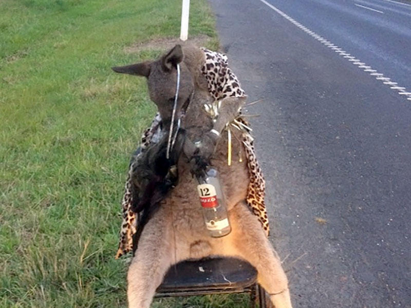 وتظهر هذه الصورة التي نشرتها وزارة البيئة والأراضي والمياه والتخطيط  كنغر ميتا مرتبطا بكرسي على جانب الطريق تم العثور على الكنغر قتل بالرصاص في أستراليا