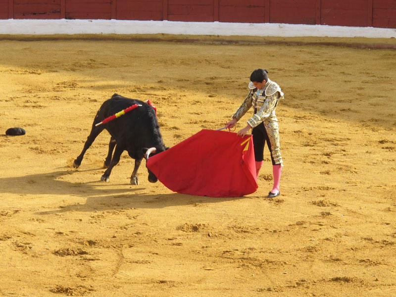 مهرجان مصارعة الجاموس في شمال فيتنام