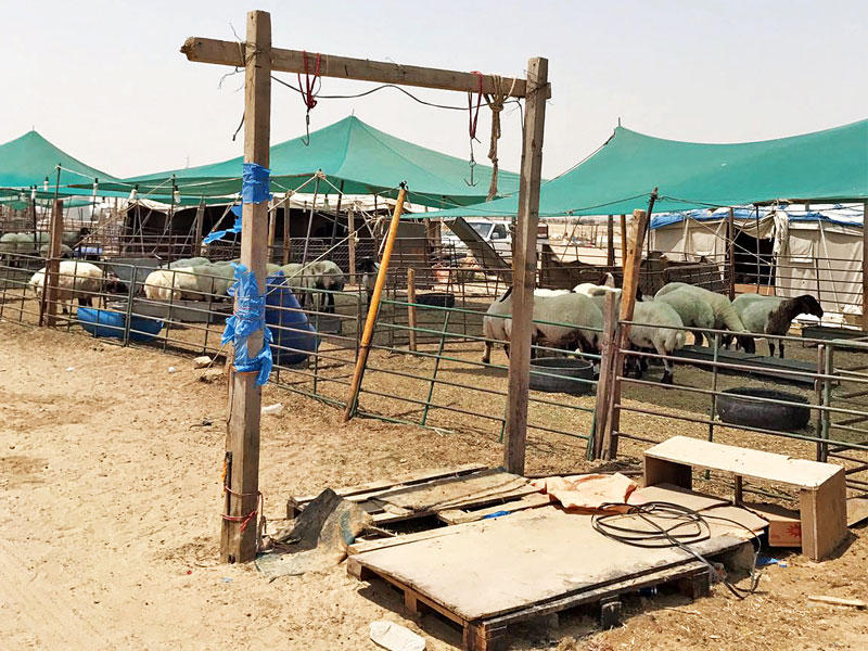 أحد جواخير ومسالخ بر الوفرة