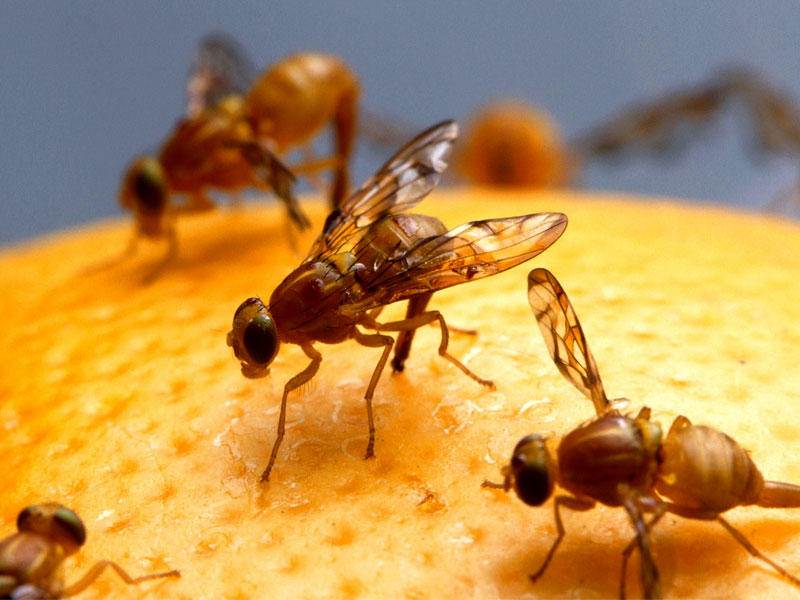  ذبابة فاكهة