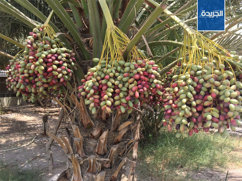  بداية موسم حصاد أشجار النخيل التي تحفل بالعديد من الأنواع من الخلال والرطب والتمور