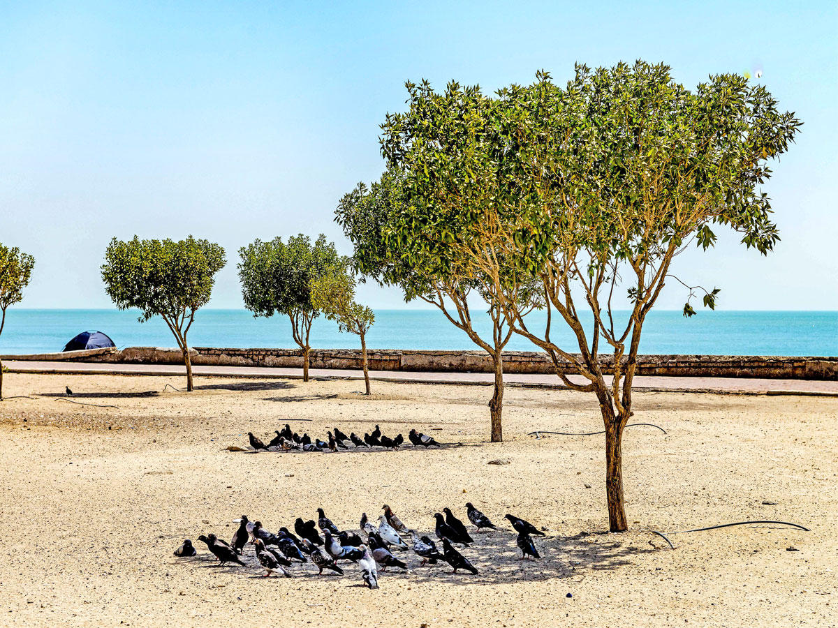 (تصوير رائد قطينة)