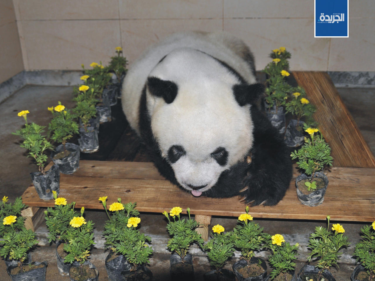 الباندا باسي بعد وفاته