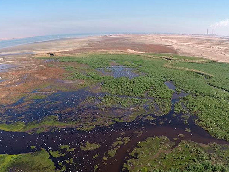 محمية الجهراء