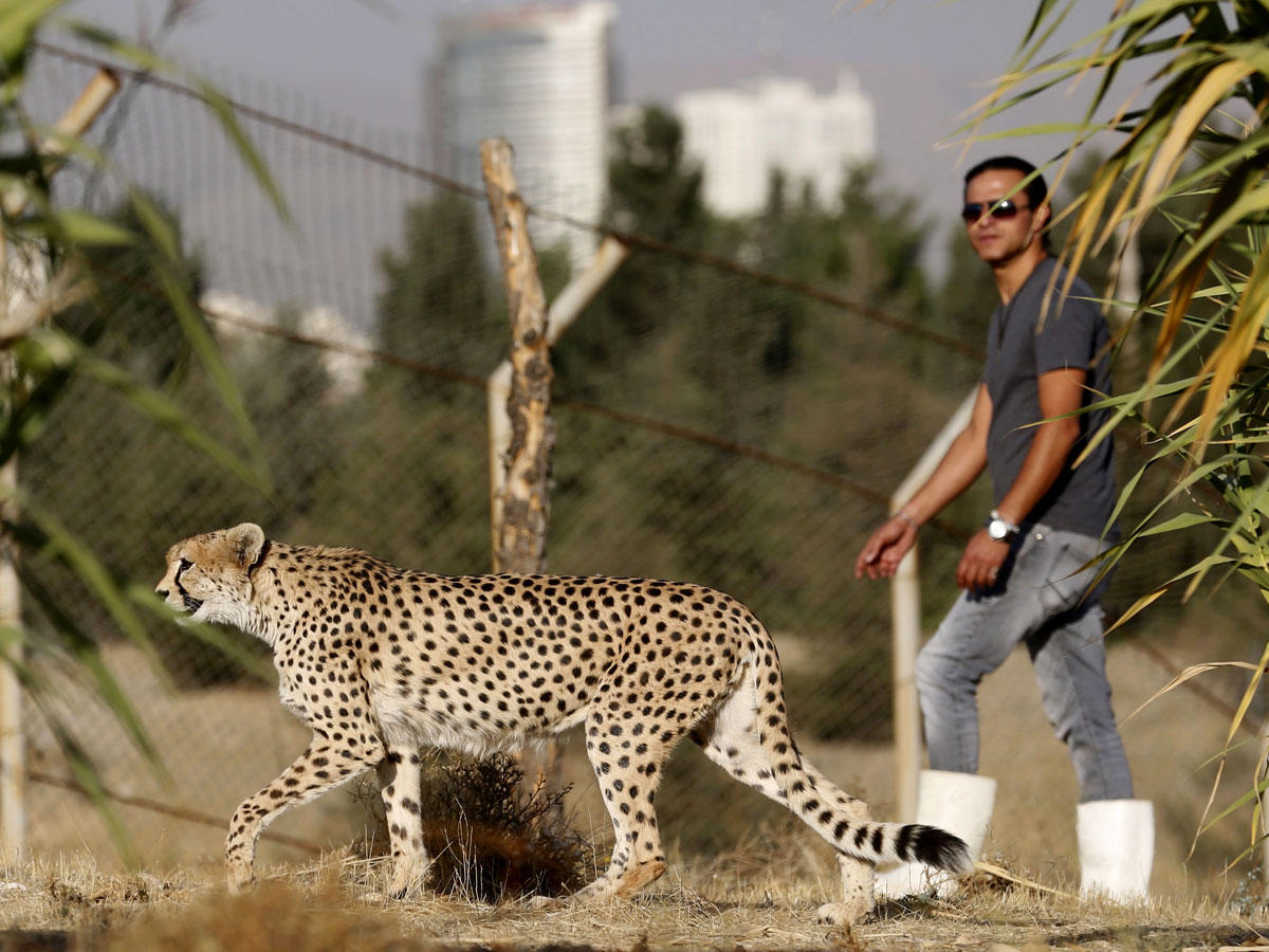 المدرب الإيراني محمود كيشفاري يمشي بجانب أنثى الفهد الآسيوي