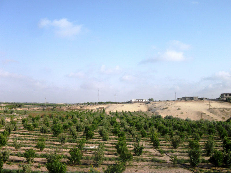  أرض زراعة في شبه جزيرة سيناء