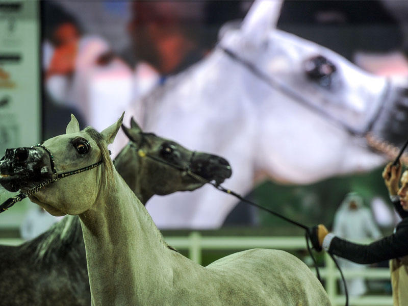 جانب من عروض جمال الخيل المصرية 
