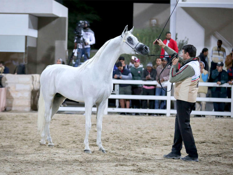 استعراض جمال أحد الخيول خلال الختام