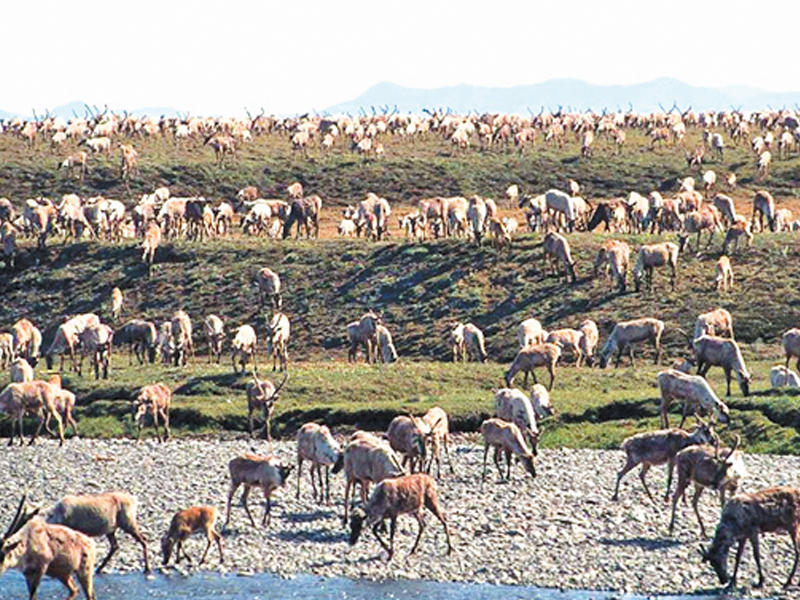 ملجأ الحياة البرية القطبي الغني بالنفط في ألاسكا
