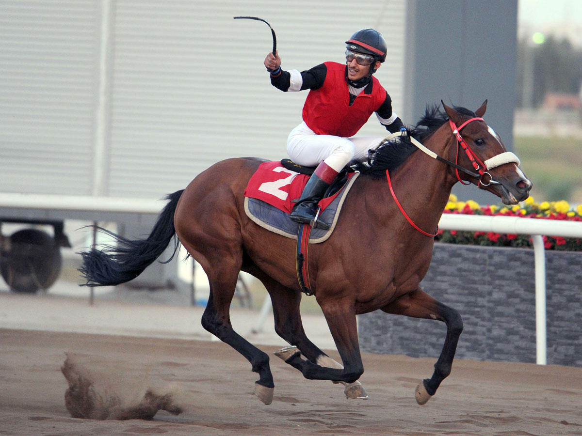 الجواد فهد الخير الفائز بكاس ولي العهد